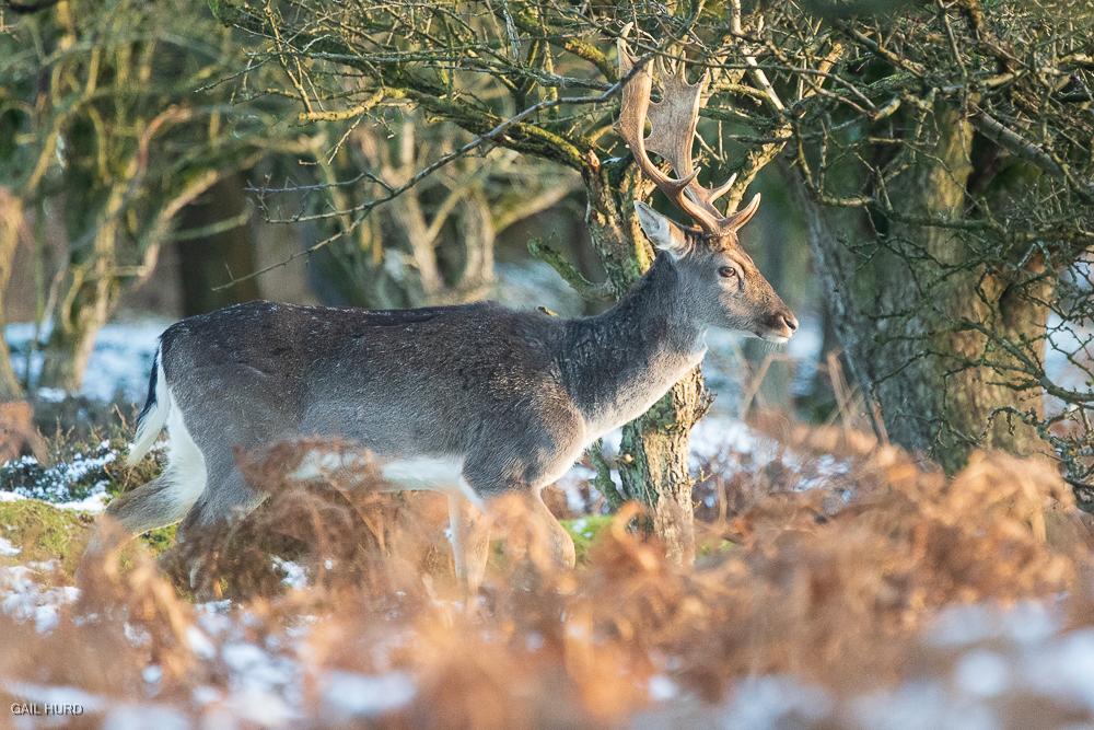 Deer Cannock Chase