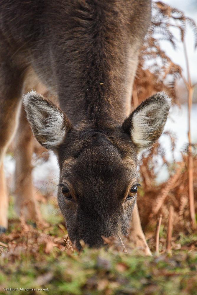 Deer close crop