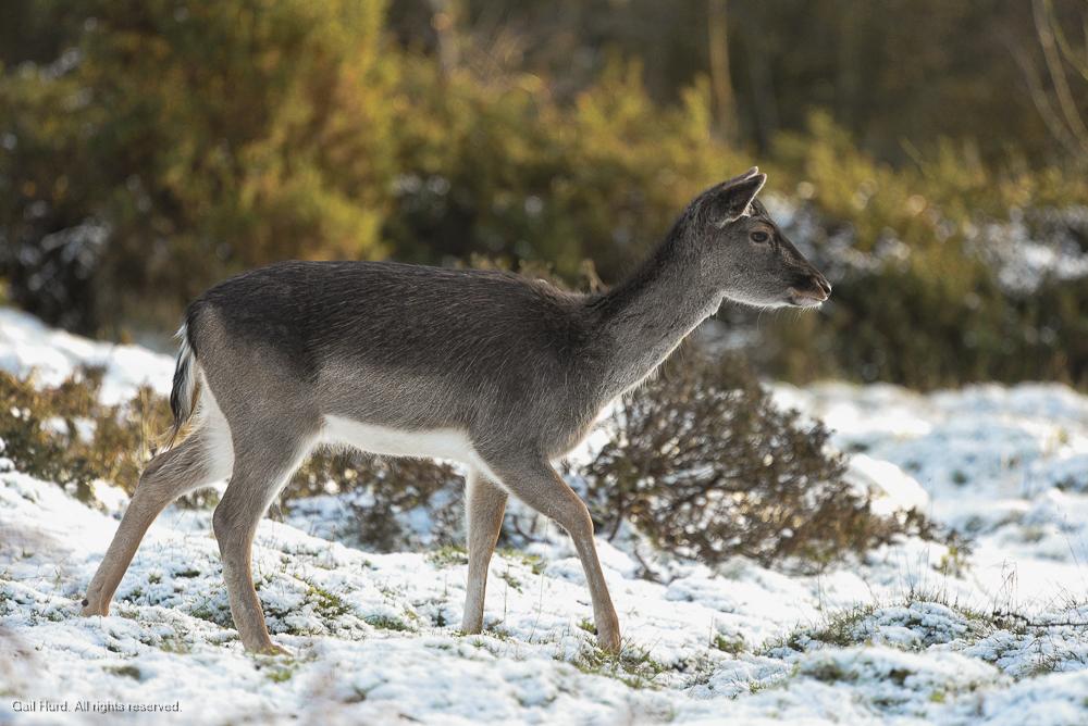 Deer in snow
