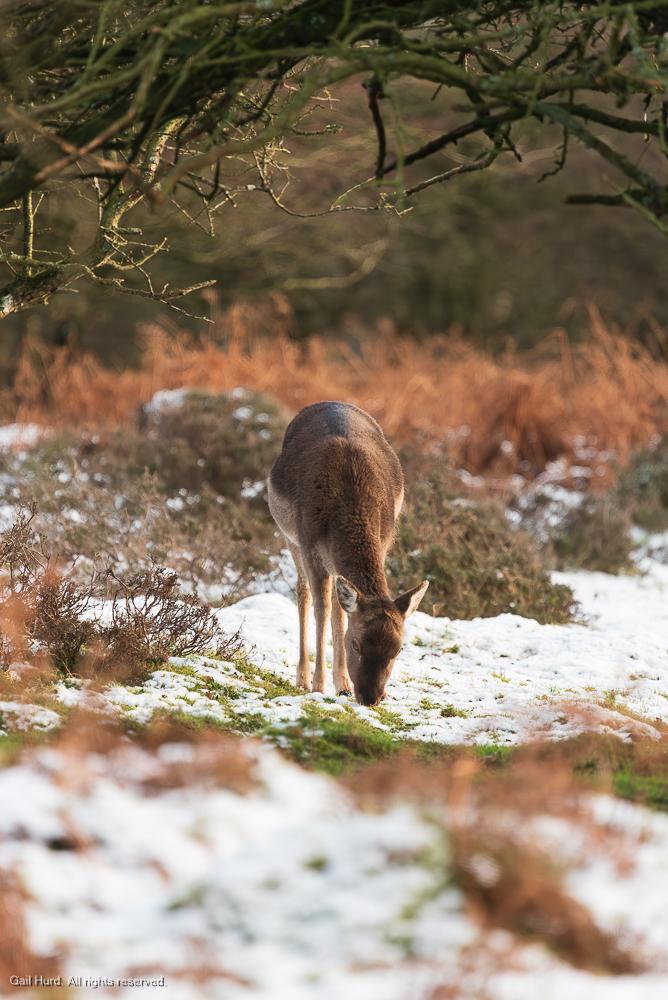 Deer in snow