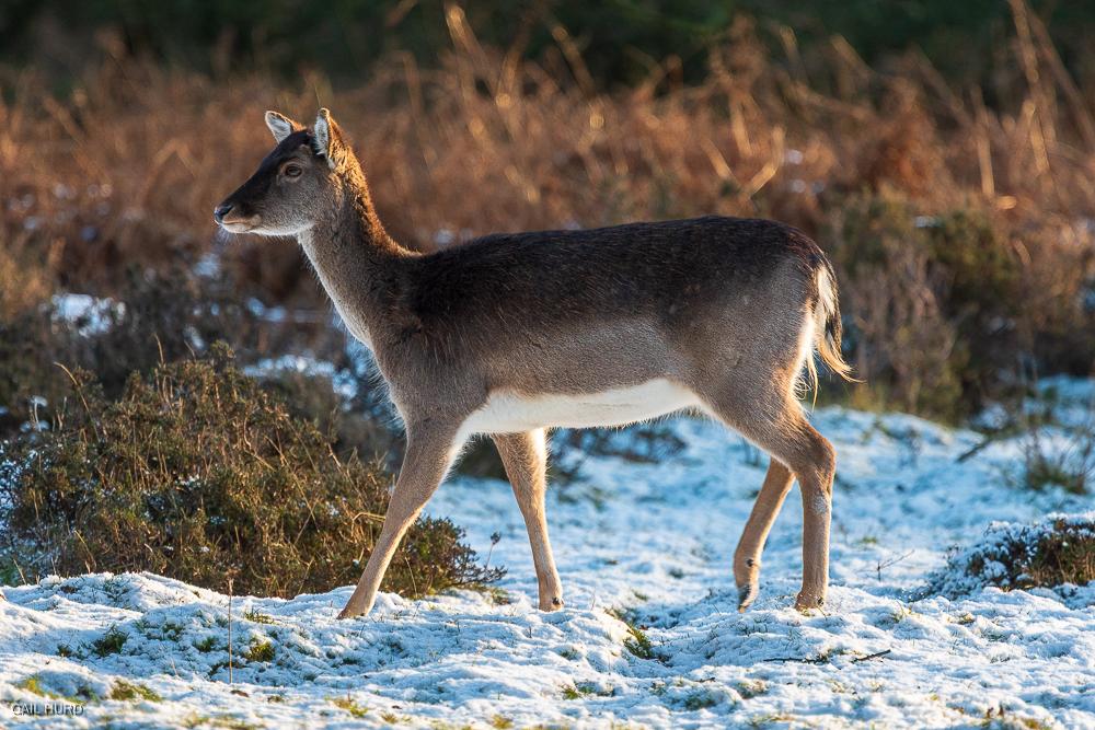 Deer in the snowCannock Chase