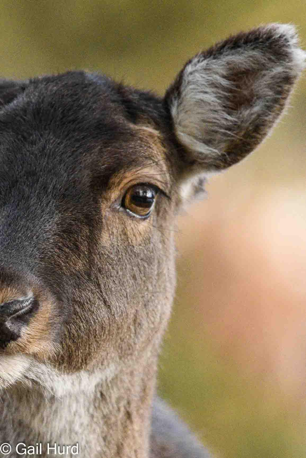 close crop of a deer