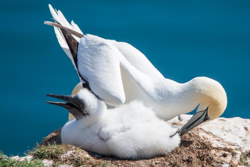 Gannet and chick Bempton Cliffs