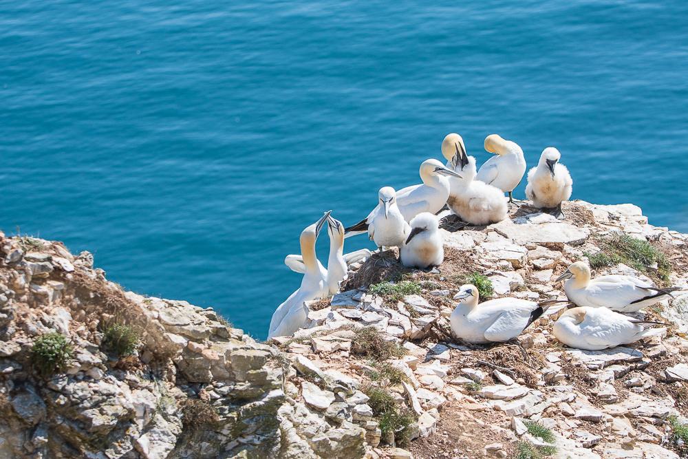 Gannets on cliff edge