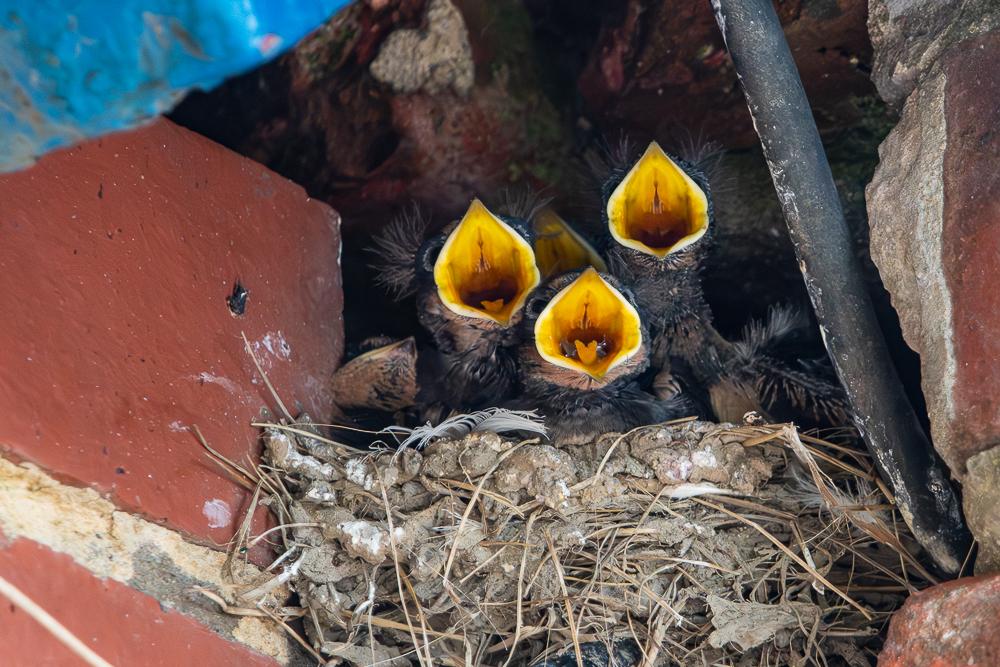 Hungry swallow chicks in nest