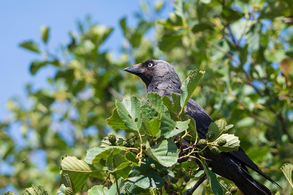 Jackdaw in tree
