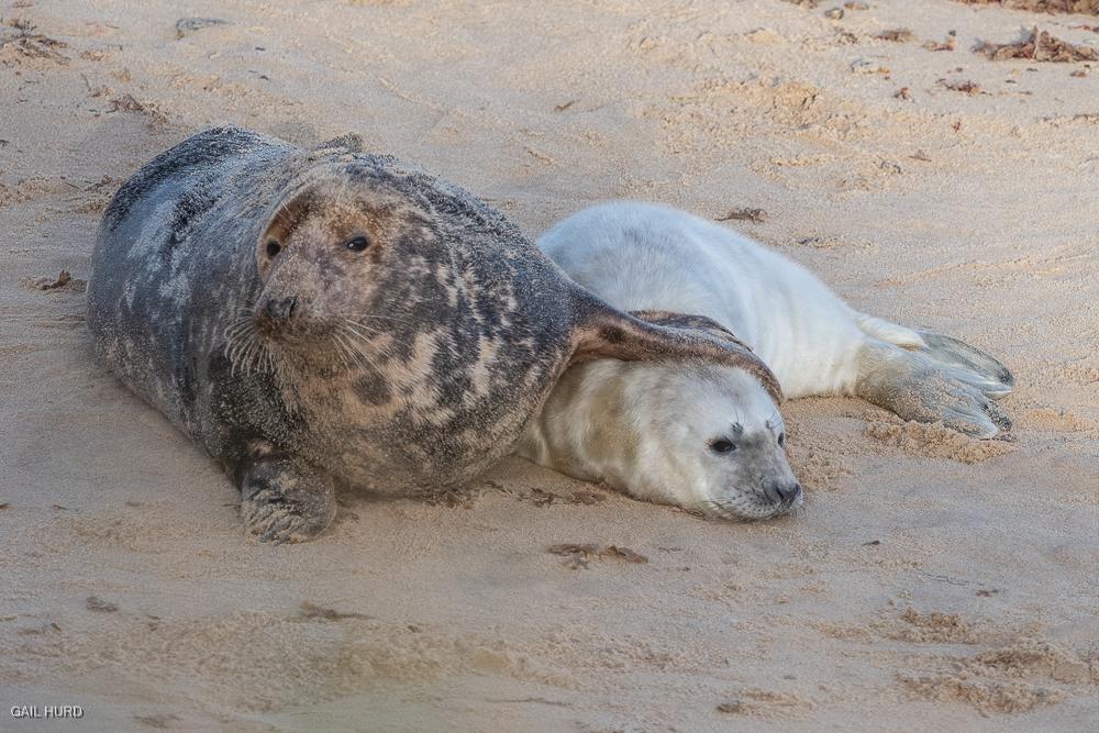 Mother and seal pup