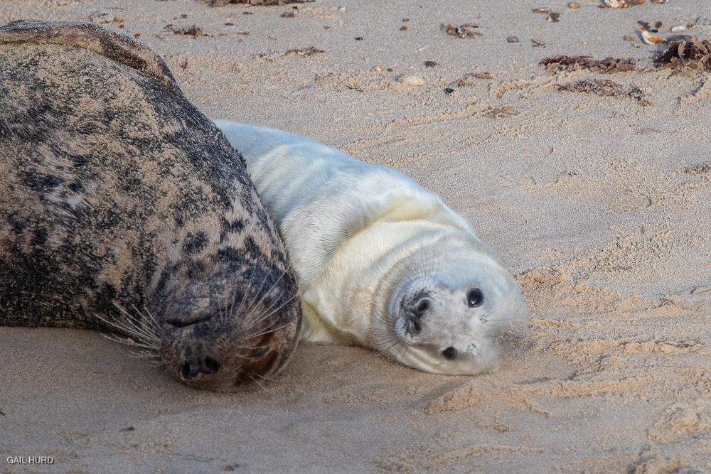Mother and seal pup