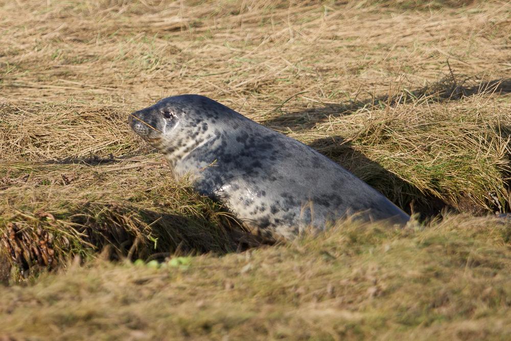 Seal,  Donna Nook
