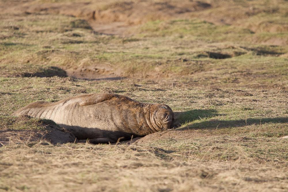 Seal Donna Nook 5