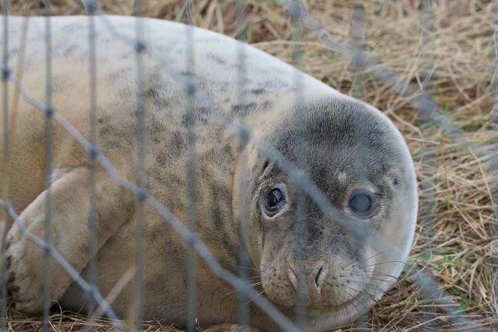 Seal Donna Nook 6