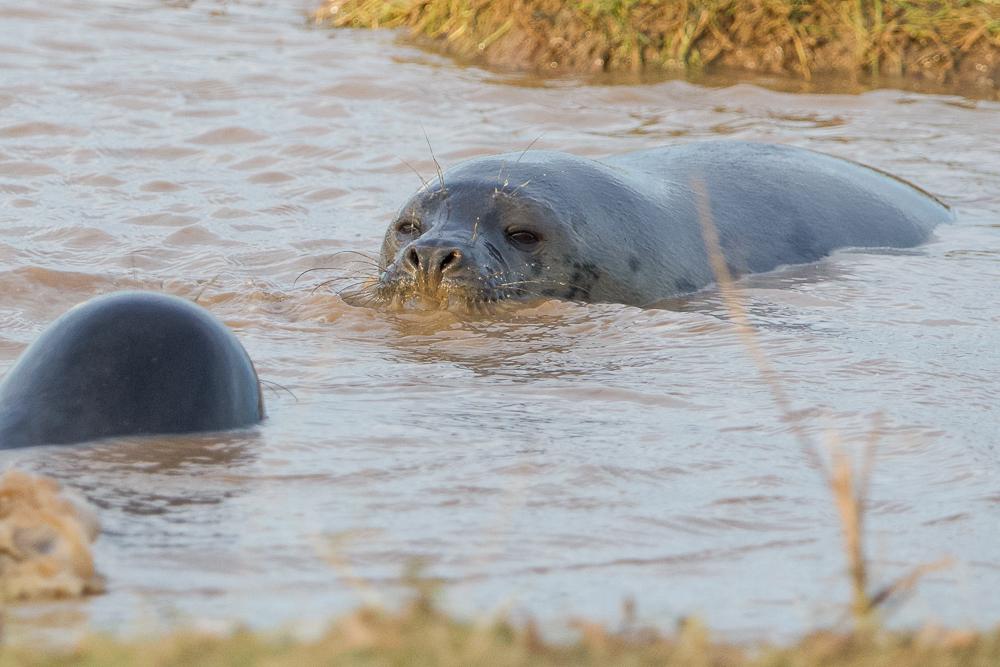Seal,  Donna Nook