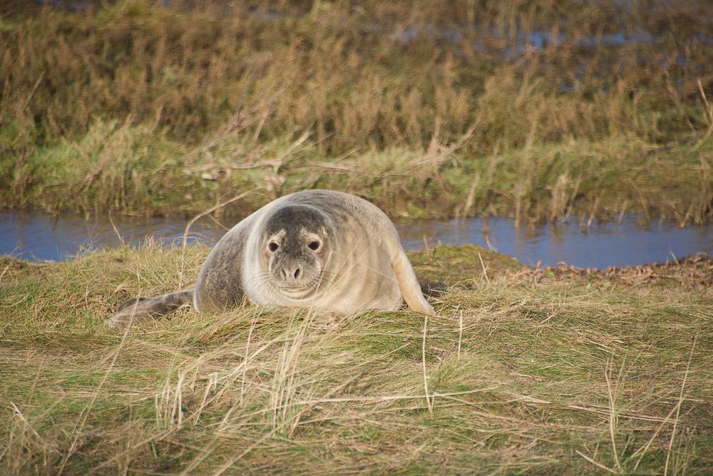 Seal Donna Nook