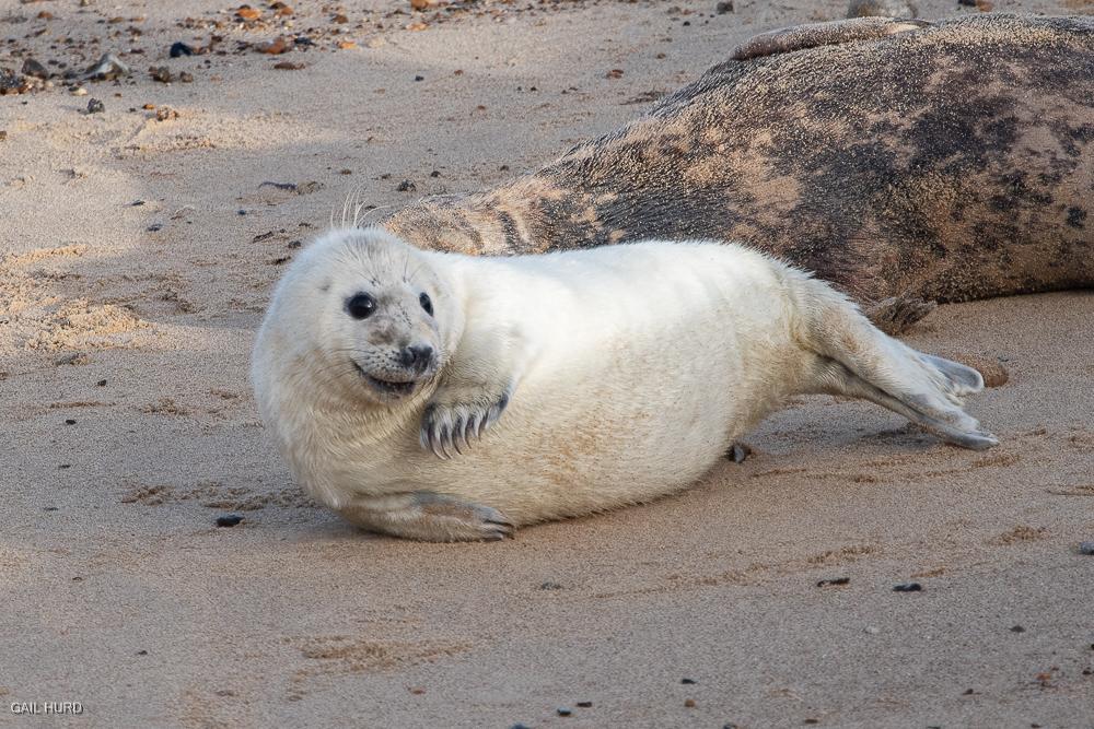 Seal pup