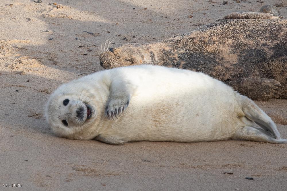 Seal pup