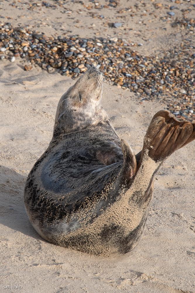 Seal stretching in the sunshine