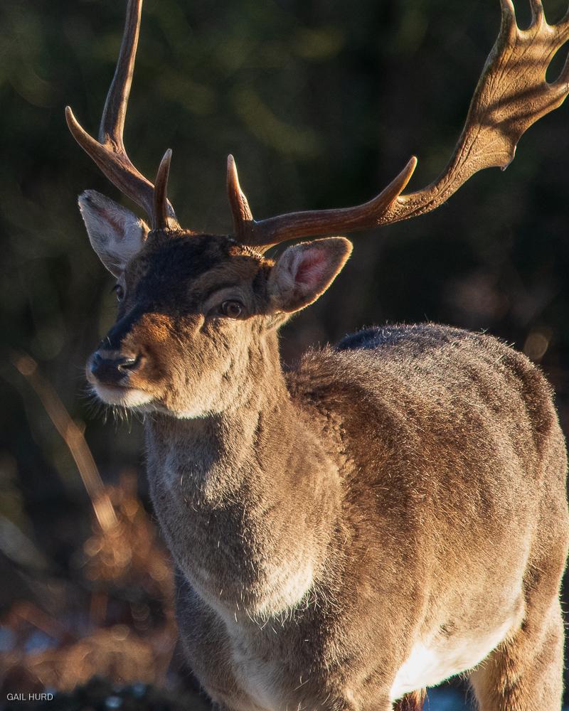 Stag Cannock Chase Staffordshire