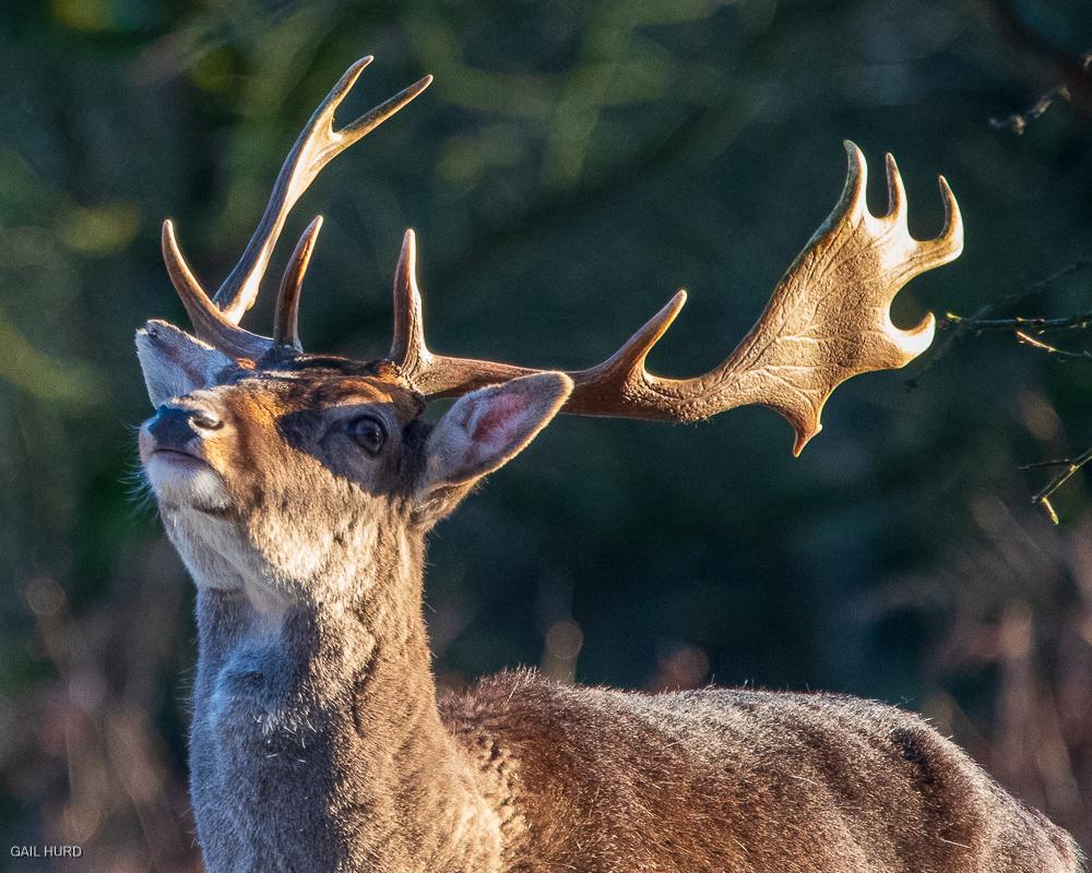 Stag Cannock Chase