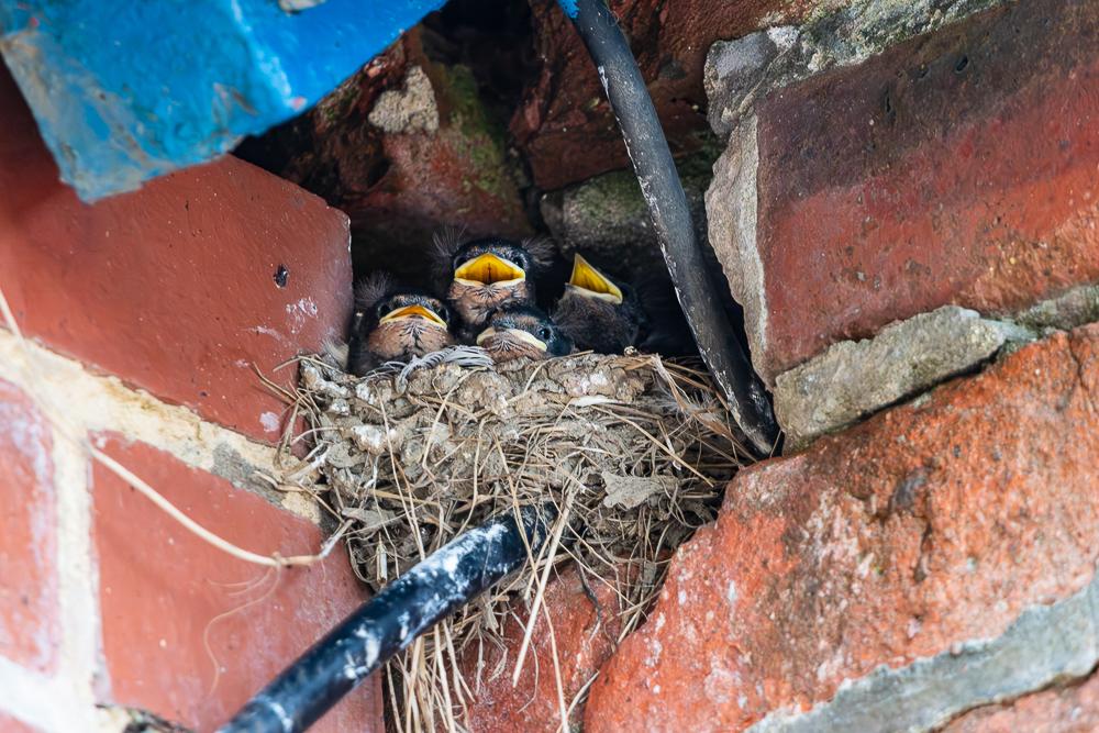 Swallow chicks in nest