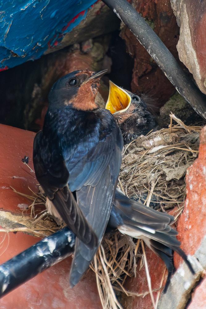 Swallow feeding chicks