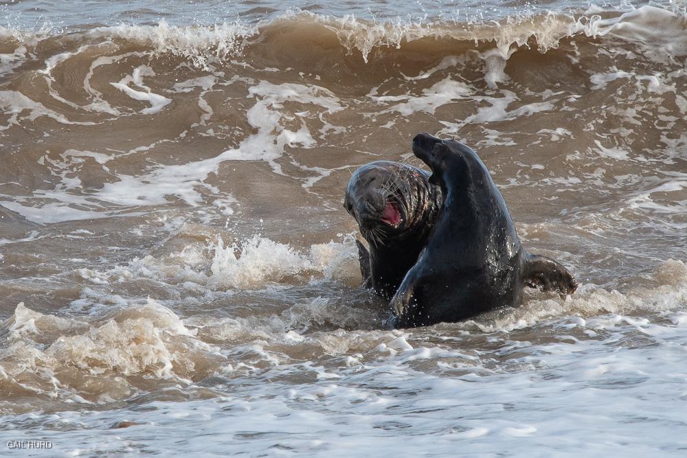 Two seals frolicking in the surf